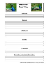 Blauer-Pfau-Steckbriefvorlage.pdf